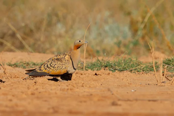 Closeup Shot Pin Tailed Sandgrouse Arid Environment Zaragoza Spain — Stock Photo, Image