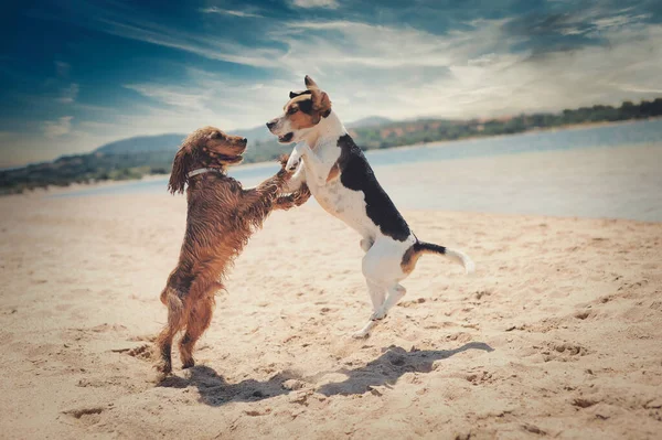 A beautiful shot of dogs dancing on a beach