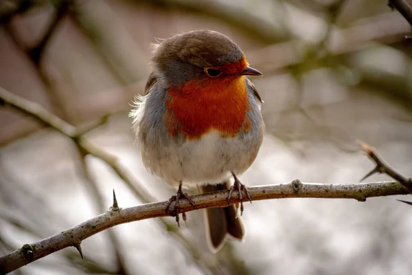 枝の上で鳥のクローズアップショット — ストック写真