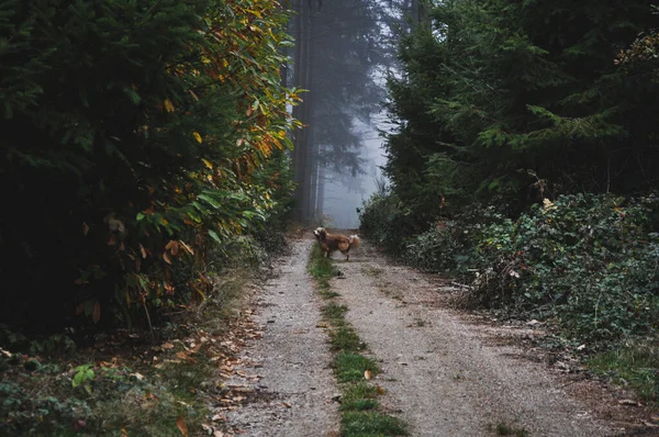 Primer Plano Sendero Forestal Cubierto Niebla Morvan Francia — Foto de Stock