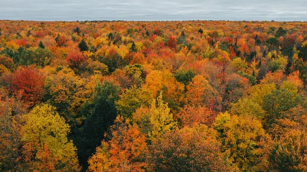 美丽色彩的秋天森林令人叹为观止的空中景色 — 图库照片
