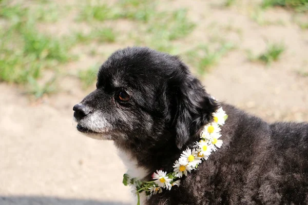 Μια Επιλεκτική Φωτογραφία Ενός Μαύρου Σκύλου Που Φοράει Κολιέ Λουλούδια — Φωτογραφία Αρχείου