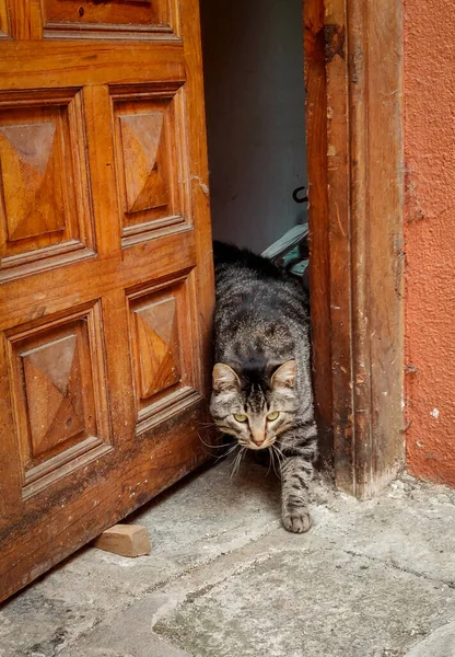Adorabile Gatto Colorato Che Esce Casa — Foto Stock