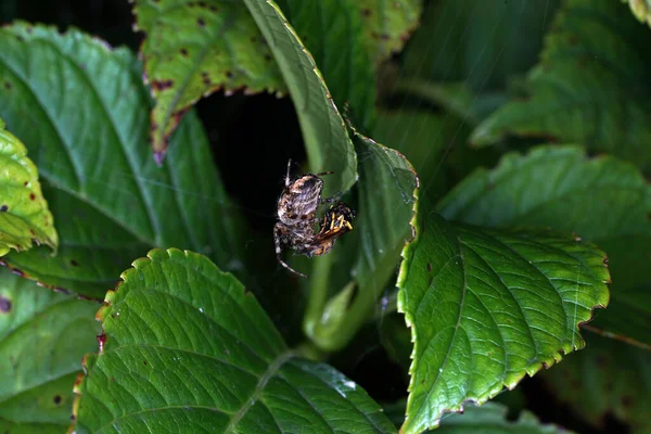 Uma Aranha Numa Teia Construída Sobre Uma Planta — Fotografia de Stock