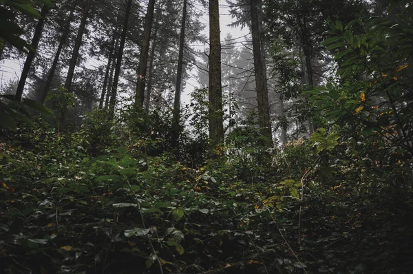 Låg Vinkel Skott Träd Täckta Med Dimma Skogen Morvan Frankrike — Stockfoto