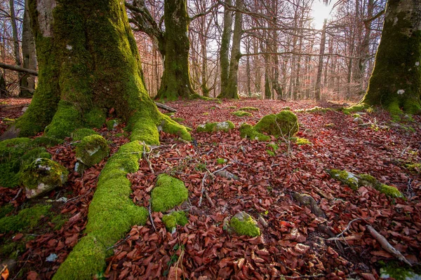 木々の上に赤い葉と緑の苔を持つ森の美しいショット — ストック写真