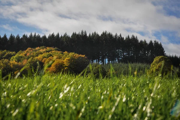 Closeup Shot Forest Morvan France Sunny Day — Stock fotografie