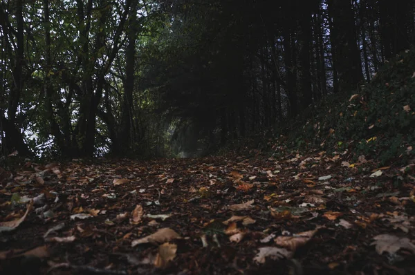 Nahaufnahme Eines Waldweges Morvan Frankreich — Stockfoto