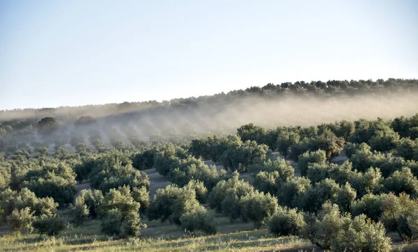 Heuvels Bedekt Met Bomen Onder Blauwe Lucht — Stockfoto