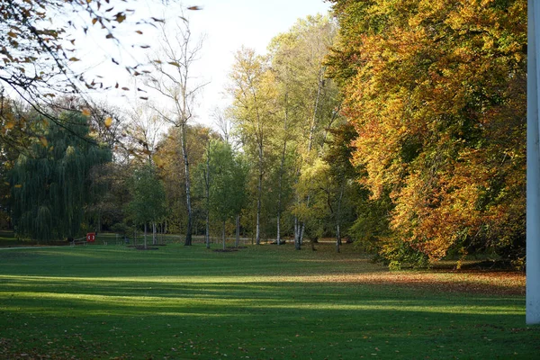 Een Zonnig Park Met Een Weide Loofbomen — Stockfoto