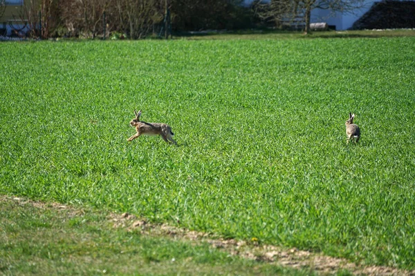 Carino Soffici Conigli Che Saltano Prato Verde — Foto Stock