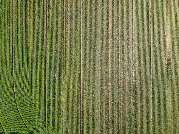 有绿色作物的农田的空中拍摄 — 图库照片
