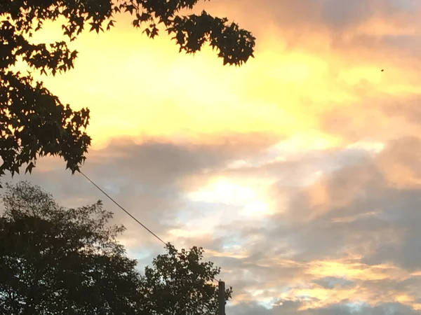 Färgglad Solnedgång Himmel Med Siluett Träd Grenar Och Blad — Stockfoto