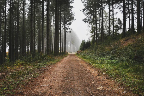 フランスのモルバンで霧に覆われた森の道の閉鎖的なショット — ストック写真