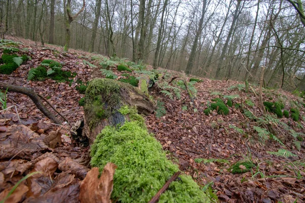 Крупный План Растений Листьев Лесу — стоковое фото