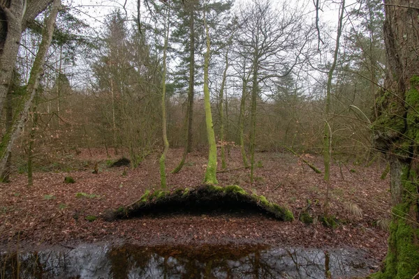 Low Angle Shot Trees Forest — Stock Photo, Image