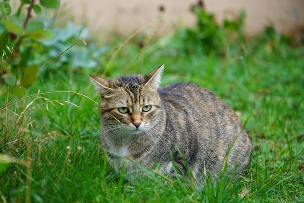 Çimlerin Üzerinde Oturan Sevimli Bir Kedi — Stok fotoğraf