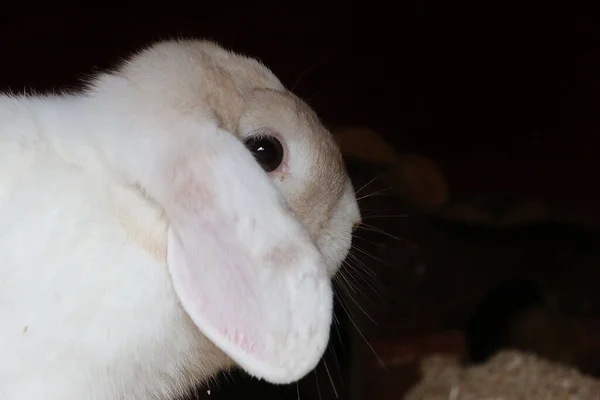 Closeup Shot Rabbit — Stock Photo, Image