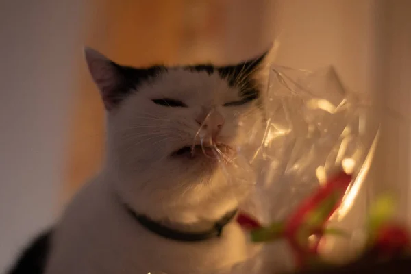 Primer Plano Gato — Foto de Stock