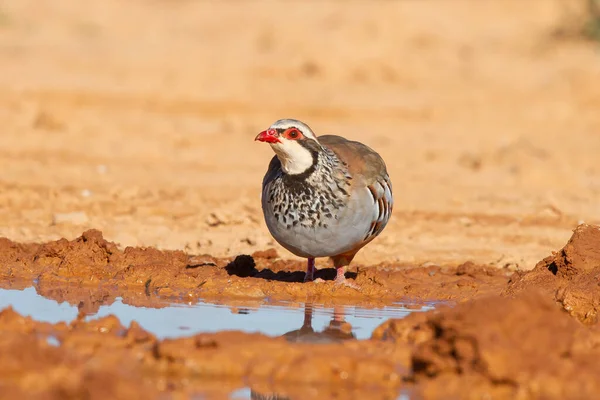 Pássaro Perdiz Pernas Vermelhas Perto Uma Lagoa Deserto — Fotografia de Stock