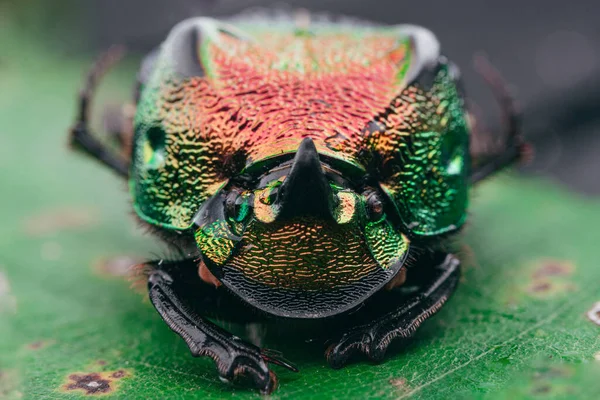 Tiro Enfoque Selectivo Escarabajo Escarabajo Del Arco Iris — Foto de Stock