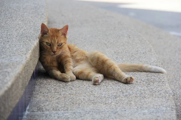 Belo Gato Listrado Laranja Deitado Fora — Fotografia de Stock