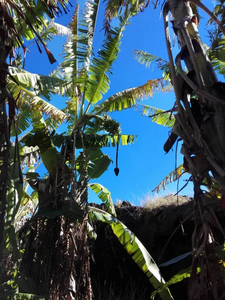 バナナの木の垂直ショット — ストック写真