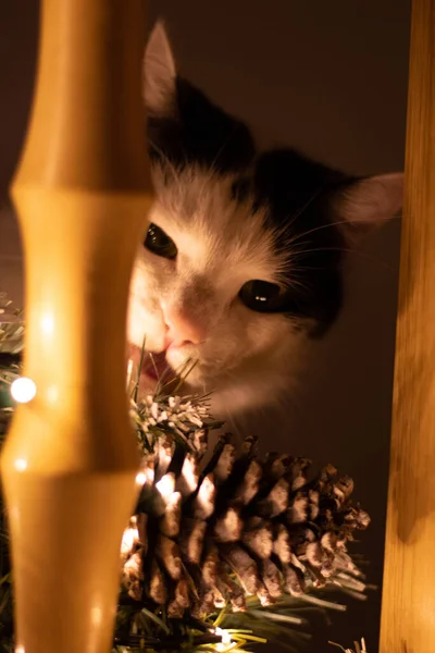 Eine Vertikale Aufnahme Einer Katze — Stockfoto