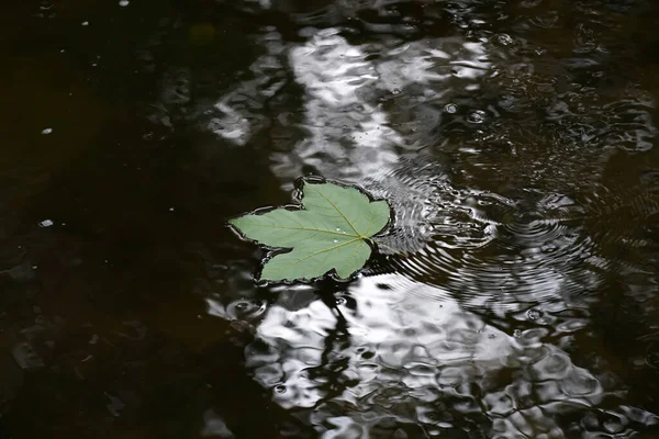 Een Prachtig Close Shot Van Een Eenzaam Blad Drijvend Water — Stockfoto