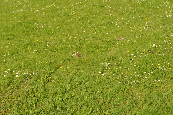 Çiçekli Çim Tarlasındaki Kuşlar — Stok fotoğraf