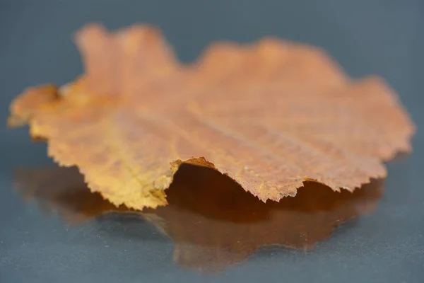 Eine Nahaufnahme Eines Getrockneten Herbstblattes Auf Einer Reflektierenden Oberfläche — Stockfoto