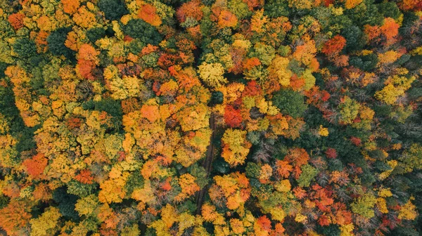 Une Vue Aérienne Couper Souffle Une Forêt Automne Dans Belles — Photo