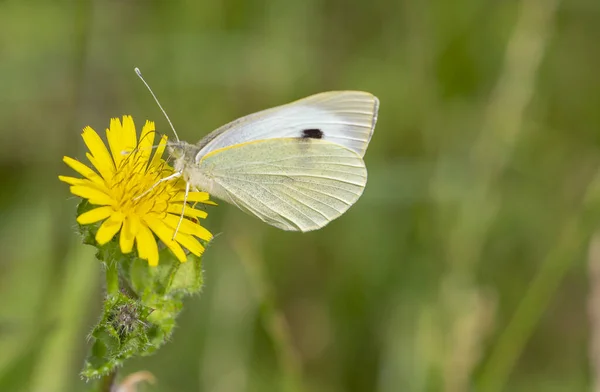 タンポポの花を受粉させる大きな白い蝶の選択的な焦点ショット — ストック写真