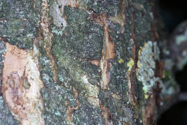 Detailní Záběr Textury Kůry Stromu — Stock fotografie