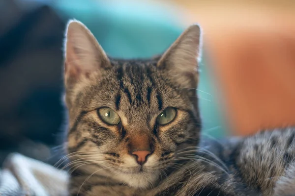 怒っている灰色の猫の選択的フォーカスショット — ストック写真