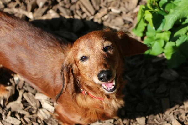 茶色のダックスフンド犬のクローズアップショット — ストック写真