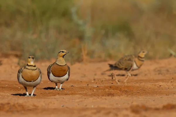 Close Grupo Sandgrouse Cauda Alfinete Deserto — Fotografia de Stock