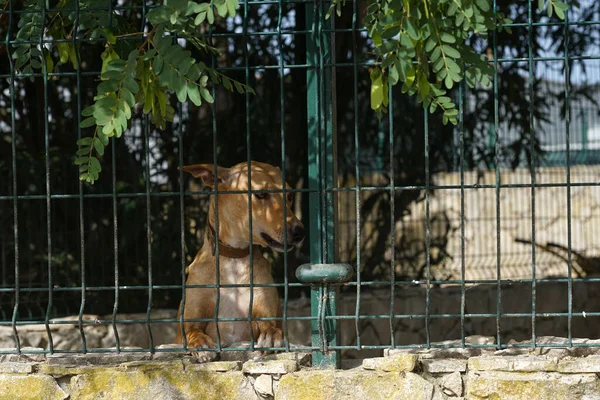 Primer Plano Perro Detrás Cerca Alambre Soldado — Foto de Stock