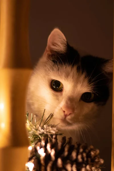 Vertical Selective Focus Closeup Shot Cat Playing Pine Cone Ornament — Stock Photo, Image