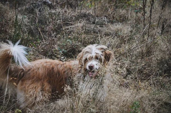 Крупный План Милой Коричневой Собаки Лесу — стоковое фото