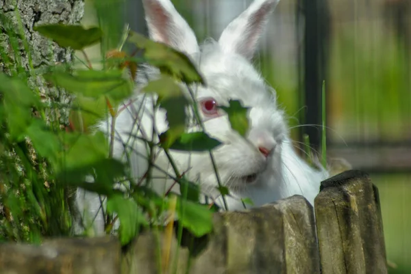 Das Entzückende Und Flauschige Weiße Kaninchen Auf Dem Gras — Stockfoto