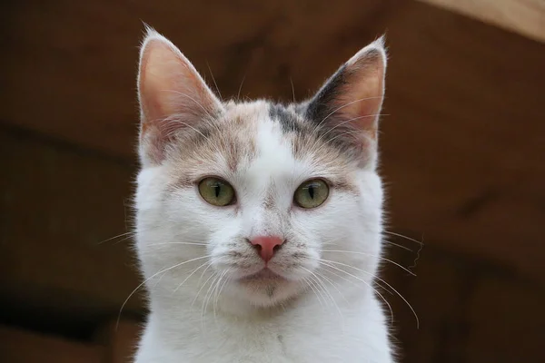 Gros Plan Sélectif Chat Blanc — Photo