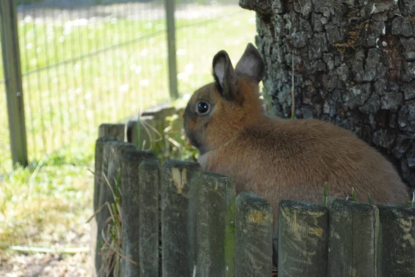 Das Süße Und Flauschige Braune Kaninchen — Stockfoto