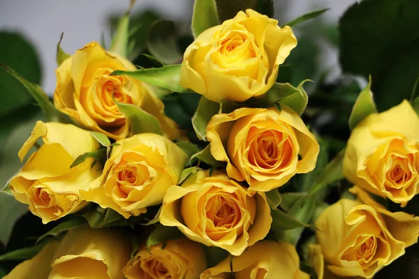 Close Rosas Amarelas — Fotografia de Stock