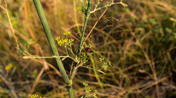 Eine Nahaufnahme Von Roten Käfern Auf Einem Dünnen Pflanzenzweig Mit — Stockfoto