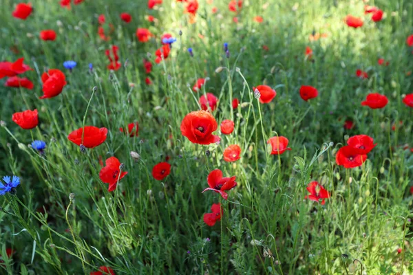 View Beautiful Poppy Filed Countryside — Stock Photo, Image