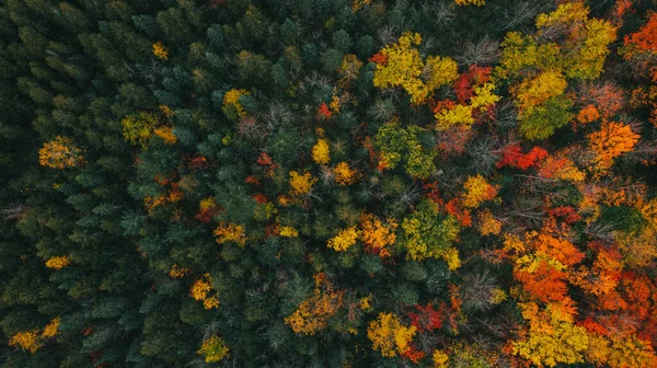 Breathtaking Aerial View Autumn Forest Beautiful Colors — Stock Photo, Image