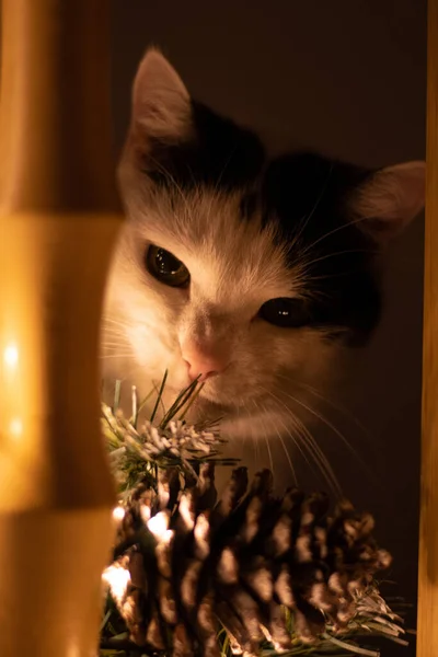 Egy Függőleges Felvétel Egy Macskáról — Stock Fotó