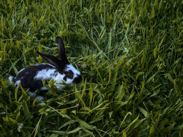 芝生の上でかわいいウサギのクローズアップショット — ストック写真