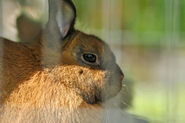 可愛くてふわふわの茶色のウサギ — ストック写真
